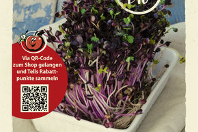 Microgreens Radis 'Scarlet Champion' - graines