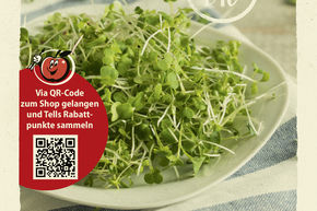 Microgreens roquette - graines 15g