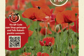 Coquelicot - graines