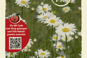 Petite marguerite - graines