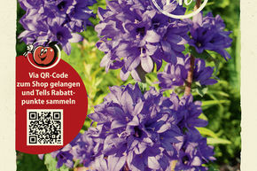 Campanule bulbeuse - graines