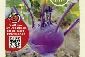 Chou-rave 'Delikatess blauer' - graines