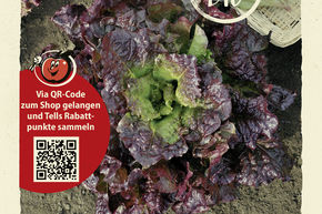 Laitue pomm�e 'Roter Butterh�uptel' (T�te de beure rouge) - graines