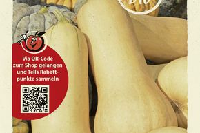 Courge 'Butternut Waltham' - graines