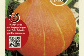 Courge 'Uchiki Kuri' (Hokkaido) graines