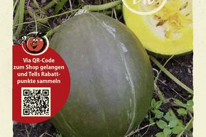 Courge 'Vert Olive' - graines