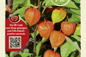 Physalis, Amour en cage - graines