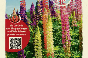 Lupin - graines