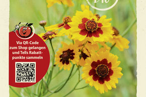Cor�opsis des Teinturiers - graines