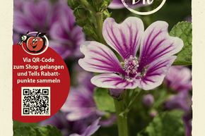 Mauve sylvestre 'Zebrina' - graines