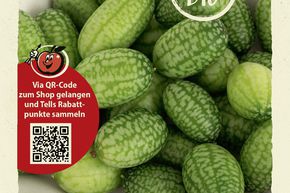 Concombre � confire, Cucamelon - graines