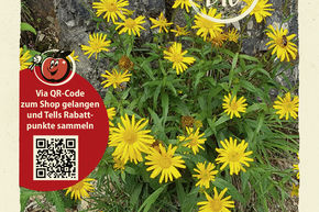 �il de b�uf, Buphtalme � feuilles de saule - graines