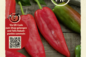 Piment 'Leutschauer Schotenpfeffer' - graines