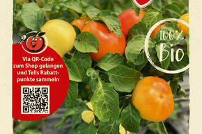 Graines de poivron OpenSky 'Speedy Rosina'