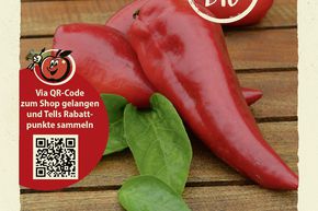 Poivron 'Roter Augsburger' graines