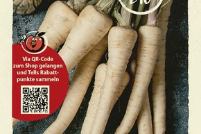 Panais 'Schleswiger Schnee SG' - graines