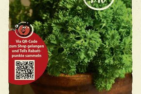 Persil 'Gr�ne Perle' - graines