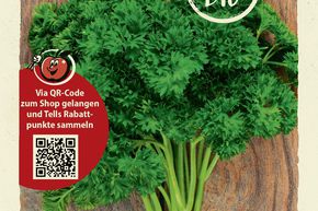 Persil 'Mooskrause 2' - graines