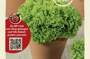 Laitue � cueillir 'Lollo Bionda' - graines