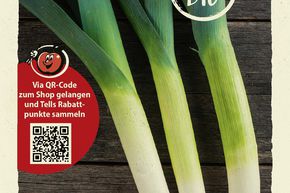 Poireau 'Blaugr�ner Winter' - graines