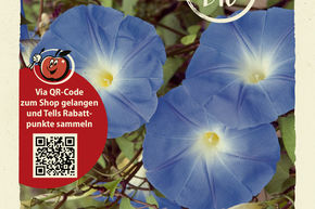 Ipom�e bleue - graines