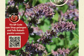 Sauge verticill�e - graines