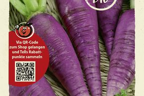 Radis 'Hilds Blauer Herbst und Winter' - graines