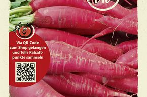 Radis 'Ostergruss rosa 2' - graines