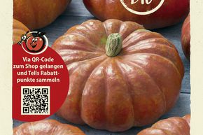 Courge g�ante 'Rouge vif d'Etampes' - graines