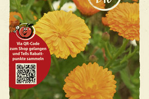 Souci orange - graines