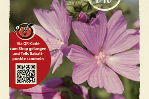 Mauve alc�e, mauve sauvage - graines