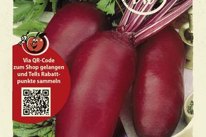 Betterave rouge 'Cylindra' - graines