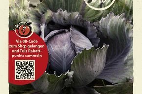 Chou rouge (chou bleu) 'Amarant' - graines