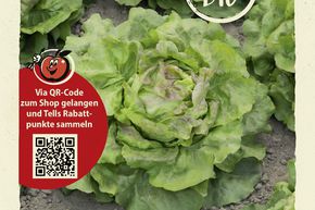 Salade 'Gr�ner aus Maria Lankowitz' - graines