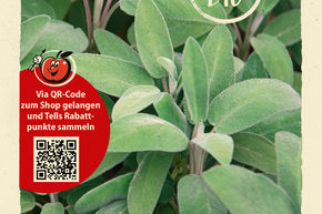Sauge officinale - graines