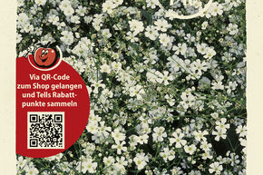 Gypsophile elegans - graines