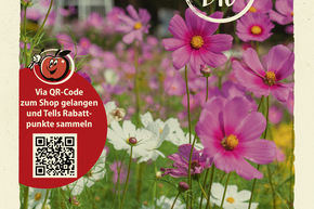 Cosmos bipenn� m�lange - graines