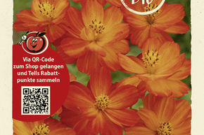 Cosmos bipenn� orange - graines