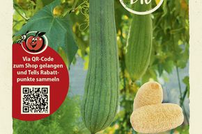 Courge �ponge (luffa) - graines