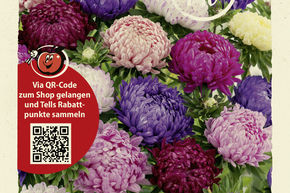 Aster d'�t� 'Amerikanische Busch' - graines