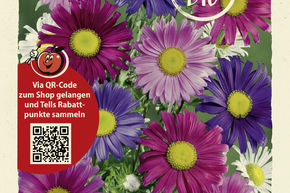 Aster d'�t� simple - graines