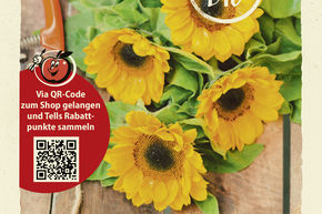 Tournesol 'Bambino' - graines