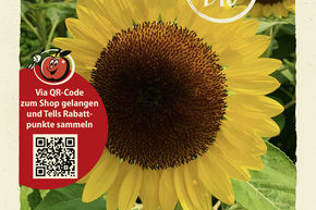 Tournesol (jaune, � grandes fleurs) - graines
