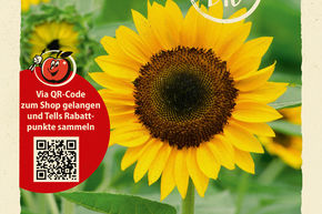 Tournesol 'Henry Wilde' - graines
