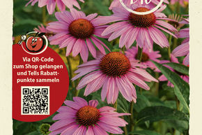 Echinac�e pourpre - graines
