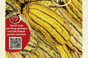 Courge 'Bush Delicata' - graines