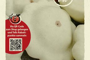 Courge 'P�tisson blanc' - graines