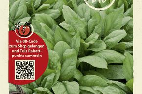 �pinard 'Winterriesen' - graines