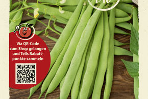 Haricots � rames 'Trebona' - graines