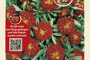 �illets d'Inde, Tag�tes 'Carmen' - graines